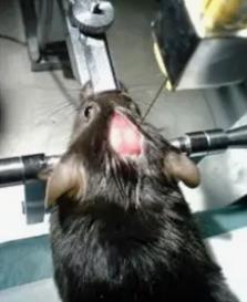 Surgical instruments for experimental surgery